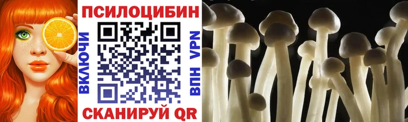 Псилоцибиновые грибы Cubensis  Купить где  Королёв 